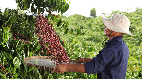 Uzgajivač sakuplja zrna kave