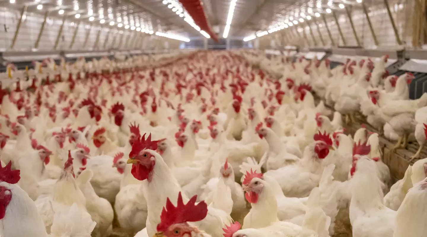 dobrobit života životinja s farma