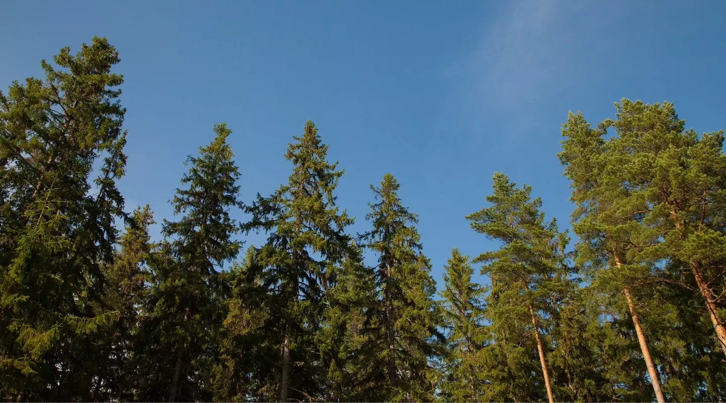 Deforestacija - krčenje šuma