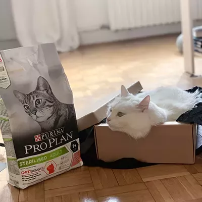 Katarina Baban mačka