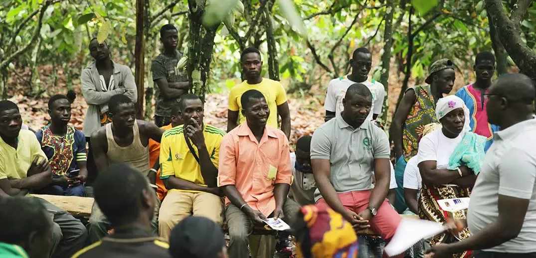 cocoa forests