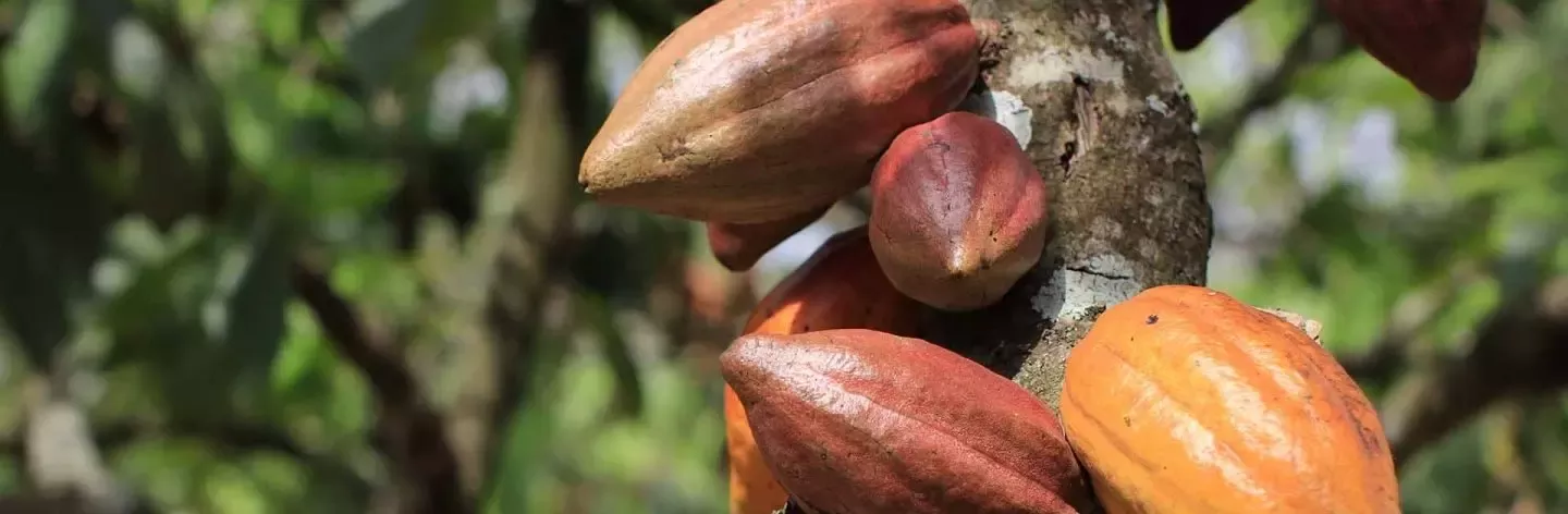 cocoa