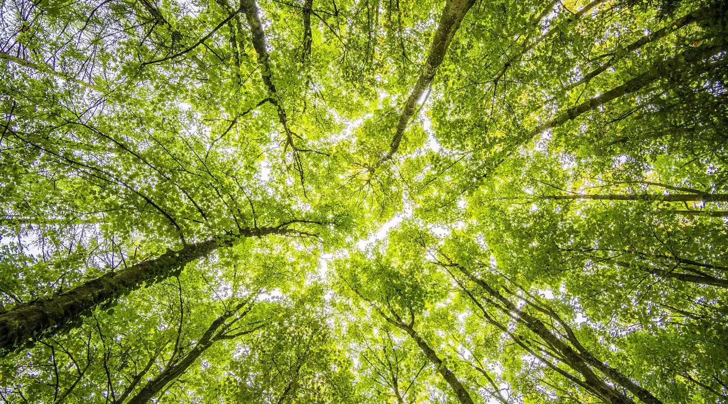 Deforestacija