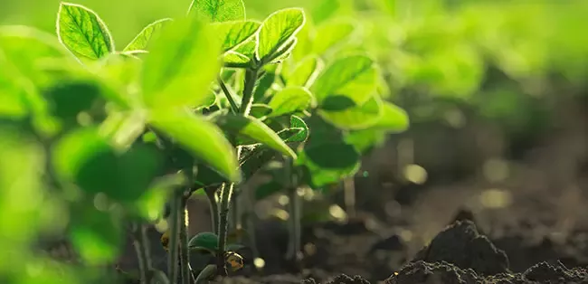 soybean
