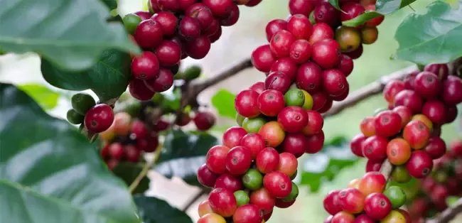 sustainable-coffee-beans