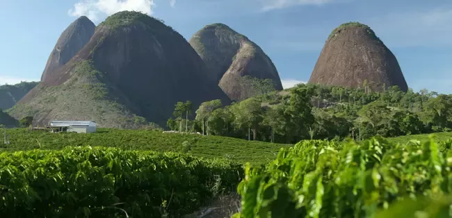 sustainable-coffee-environment