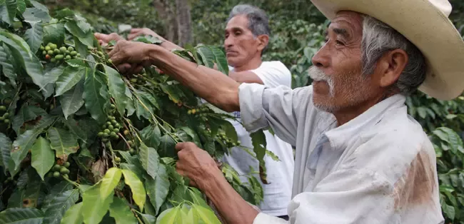sustainable-coffee-jobs